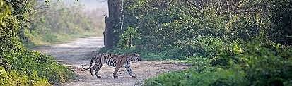 Official website : Jim Corbett National Park |